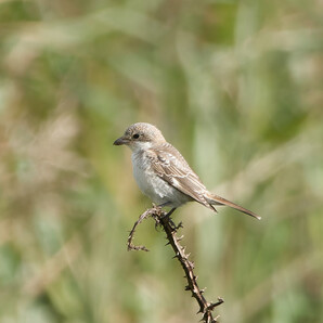 Thumbnail of Woodchat Shrike